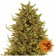 Pineapple Express - Barney's Farm